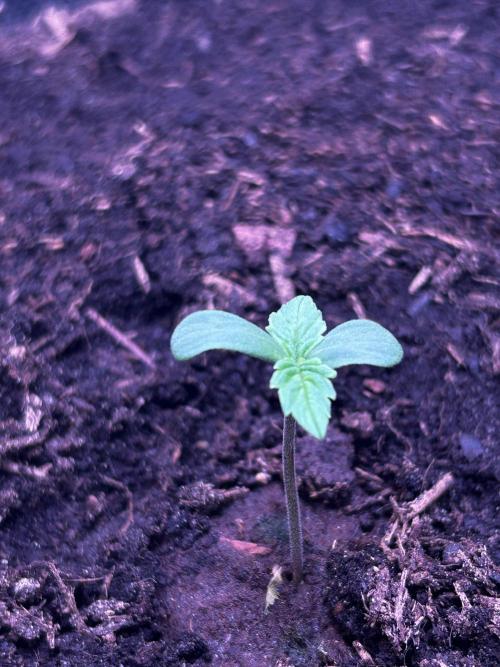 Pink Rosay Auto. Week 1