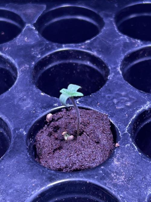 Pink Rosay Auto. Week 1