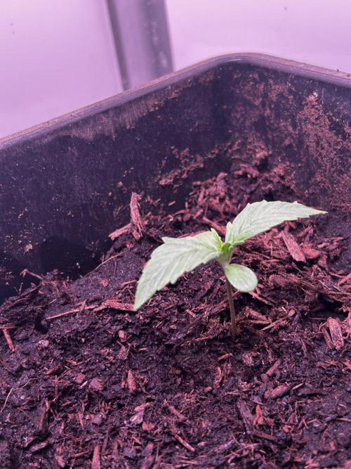 Pink Rosay Auto. Week 1