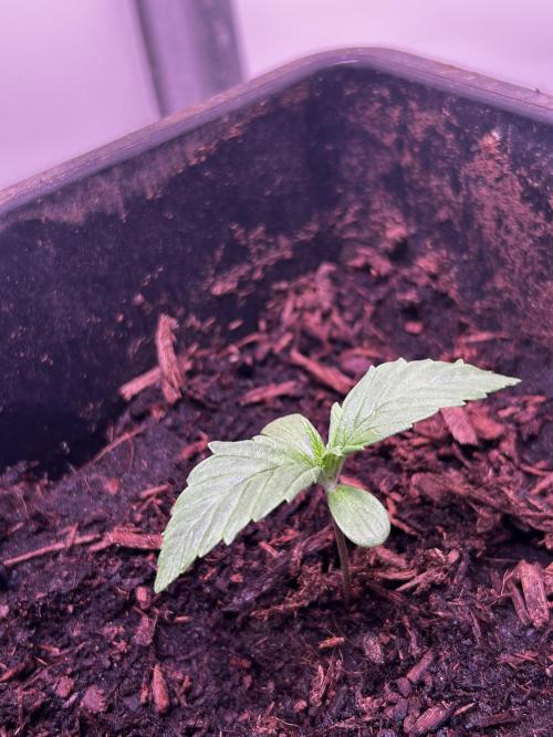 Pink Rosay Auto. Week 1