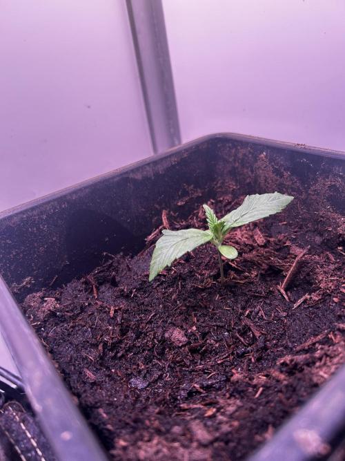 Pink Rosay Auto. Week 1