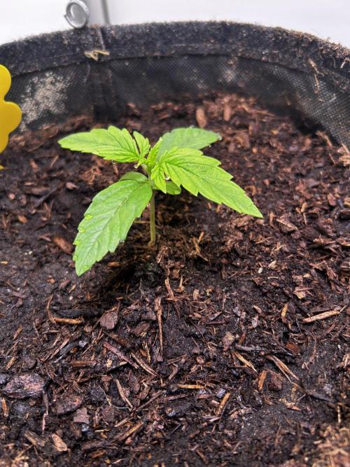 Pink Rosay Auto. Week 1