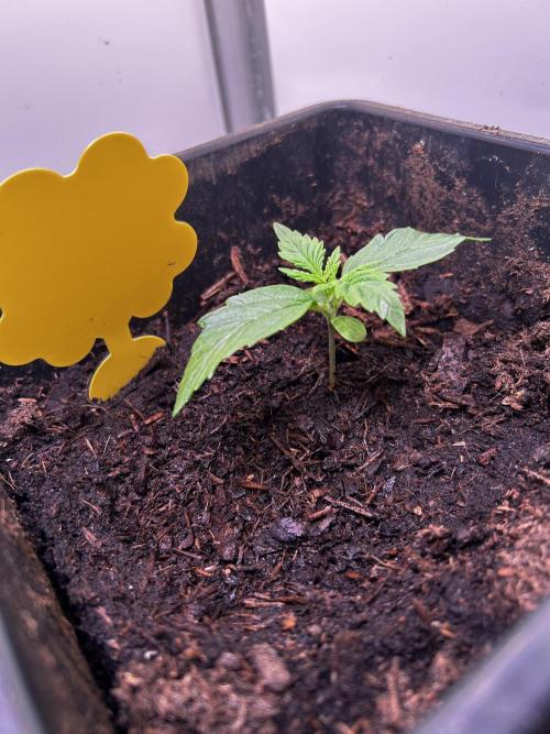 Pink Rosay Auto. Week 1