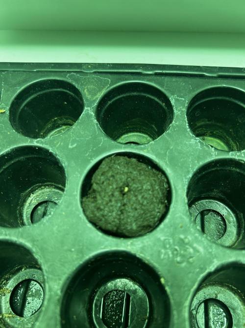 Ice Cream Haze. Week 0