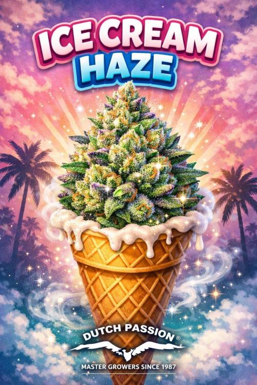 Ice Cream Haze. Week 0