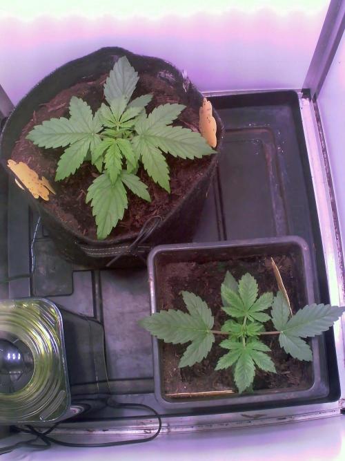 Fat Vino Auto. Week 2