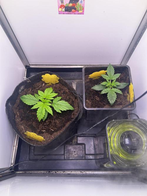 Fat Vino Auto. Week 2