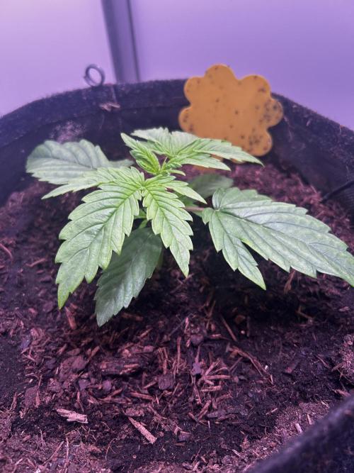 Fat Vino Auto. Week 2
