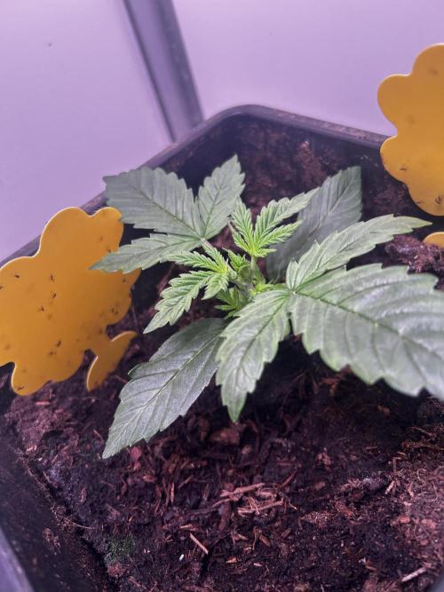 Fat Vino Auto. Week 2