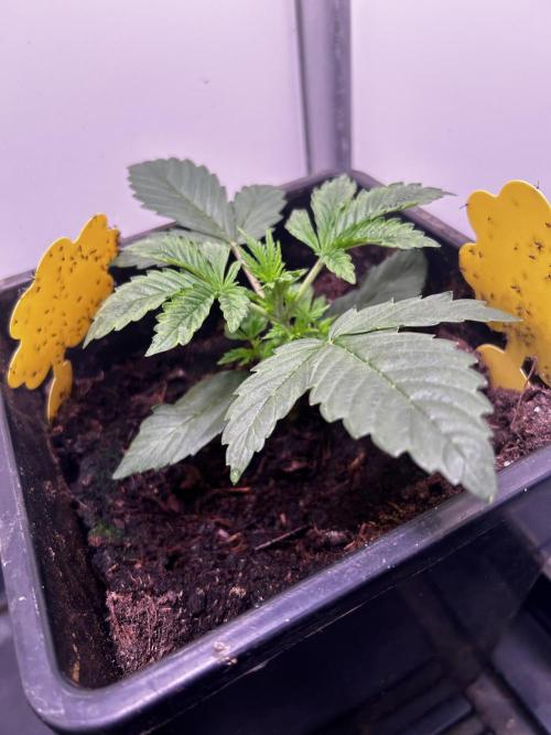 Fat Vino Auto. Week 2