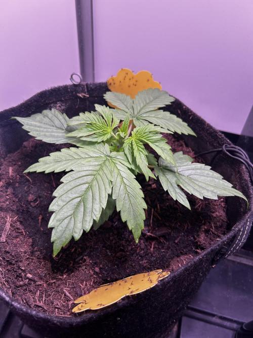 Fat Vino Auto. Week 2