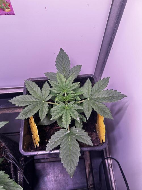 Fat Vino Auto. Week 3
