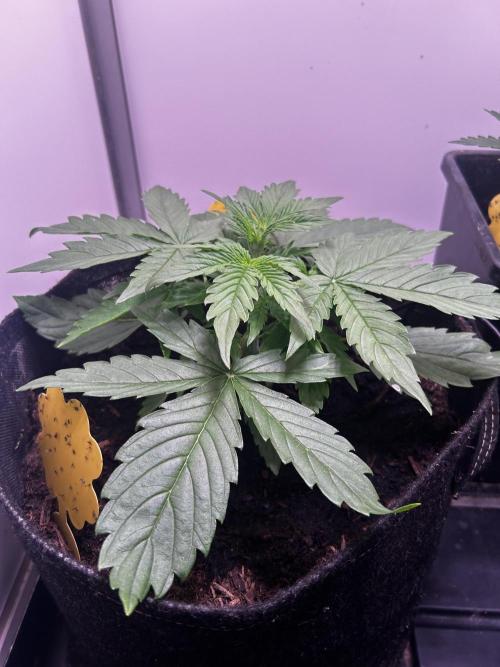 Fat Vino Auto. Week 3