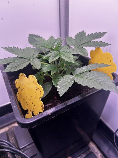 Fat Vino Auto. Week 3