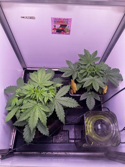 Fat Vino Auto. Week 3