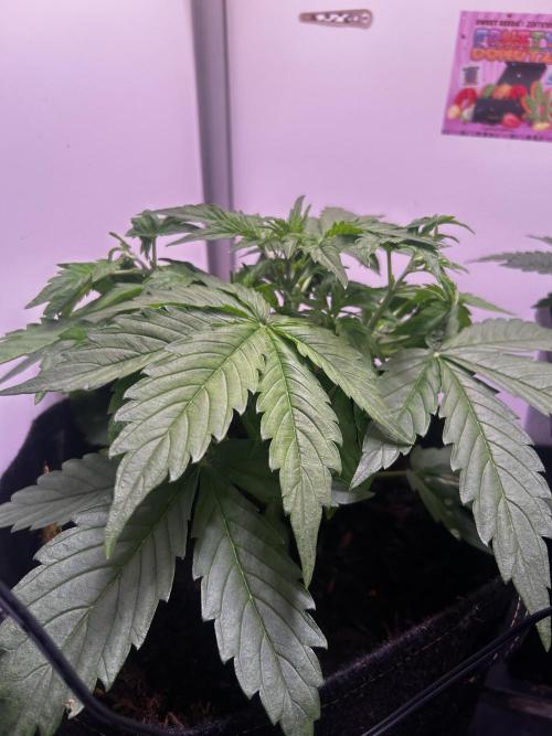 Fat Vino Auto. Week 3