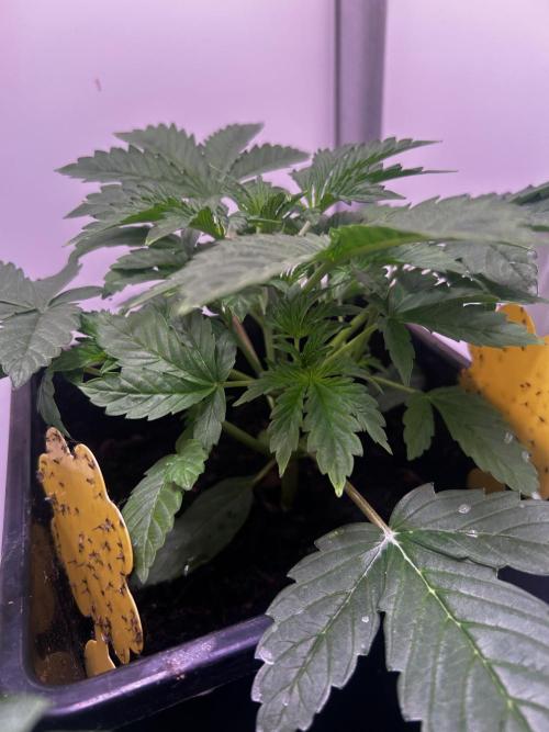 Fat Vino Auto. Week 3