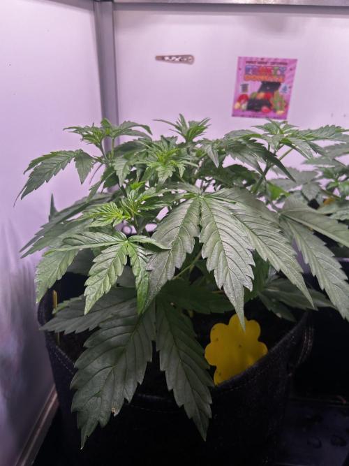 Fat Vino Auto. Week 3