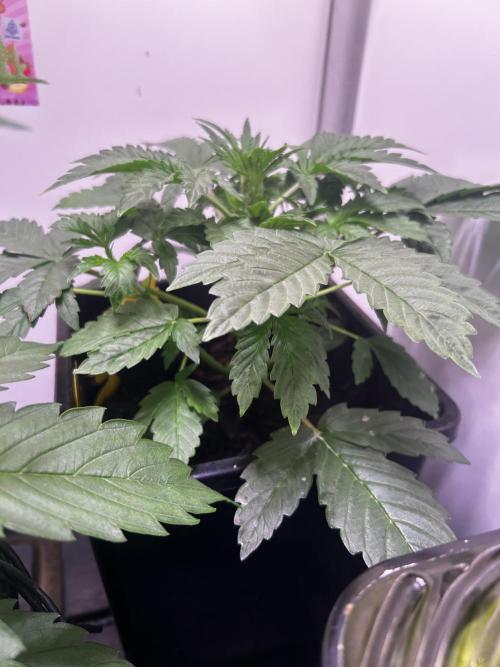 Fat Vino Auto. Week 3