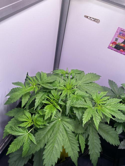 Fat Vino Auto. Week 3