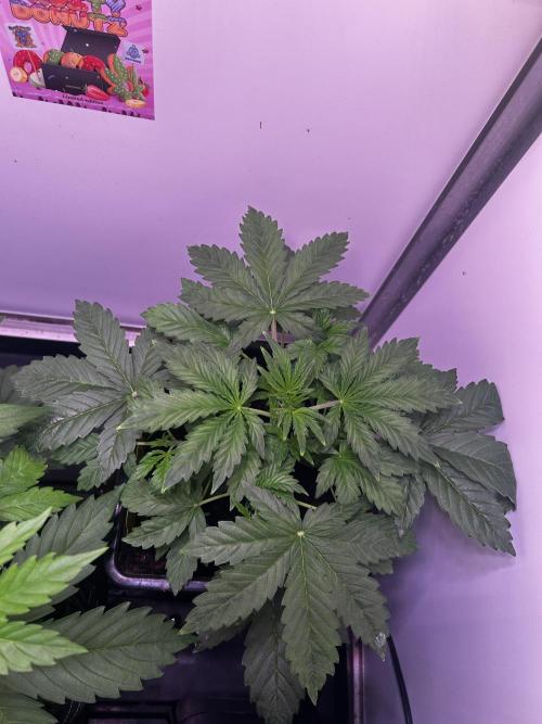 Fat Vino Auto. Week 3