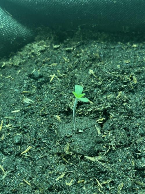 Ice Cream Haze. Week 1