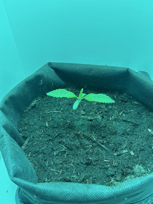 Ice Cream Haze. Week 1