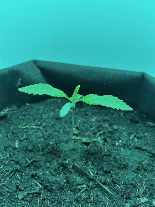Ice Cream Haze. Week 1