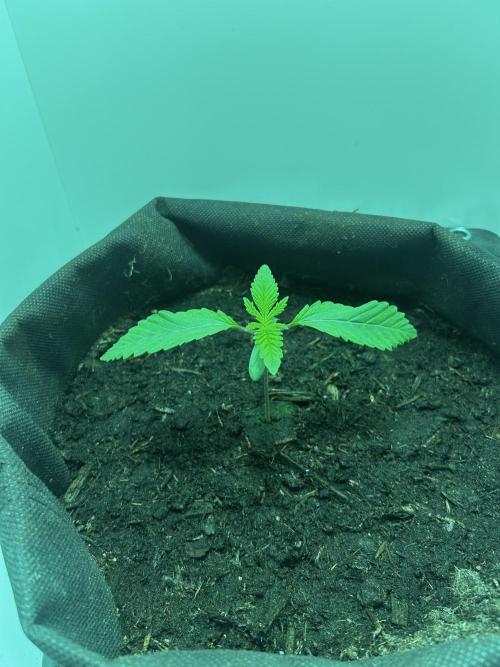 Ice Cream Haze. Week 2