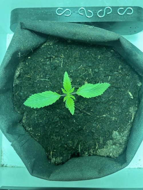 Ice Cream Haze. Week 2