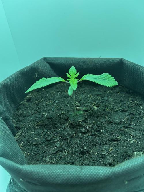 Ice Cream Haze. Week 2