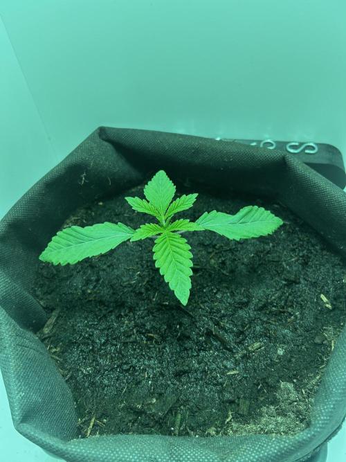 Ice Cream Haze. Week 2