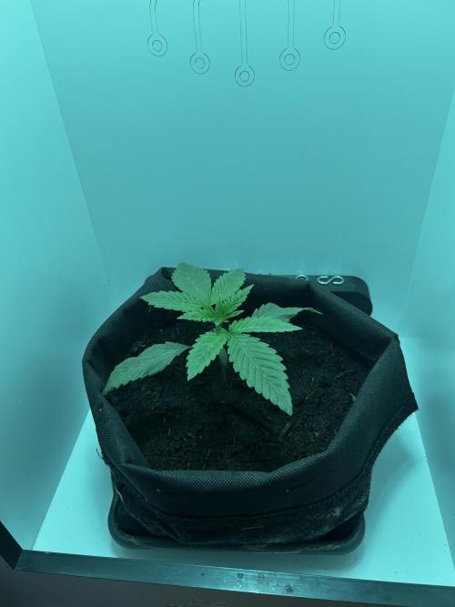 Ice Cream Haze. Week 2