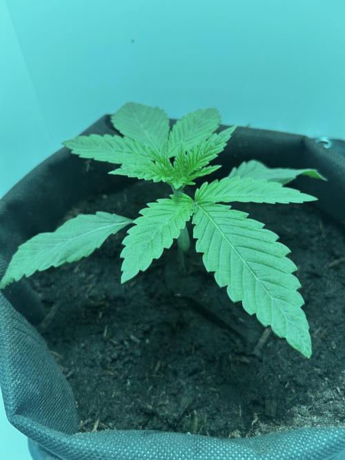 Ice Cream Haze. Week 2
