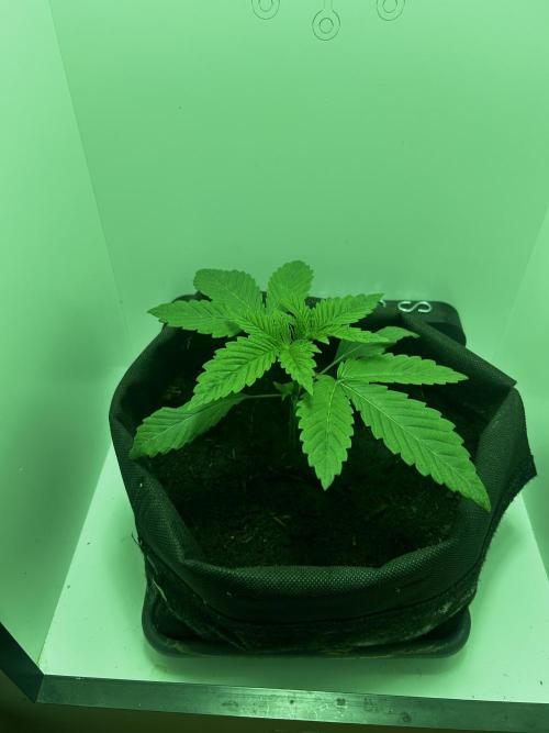 Ice Cream Haze. Week 3