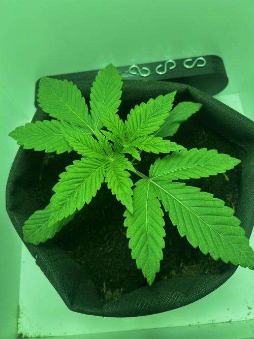 Ice Cream Haze. Week 3