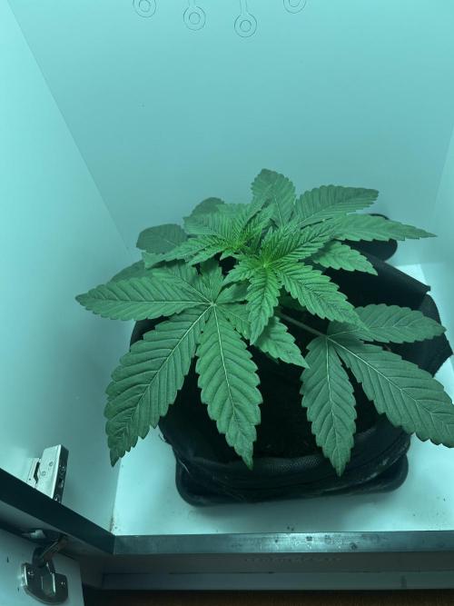 Ice Cream Haze. Week 3