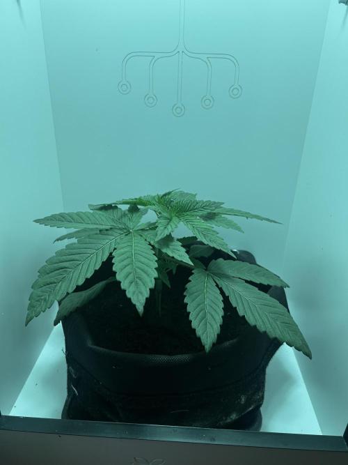 Ice Cream Haze. Week 3