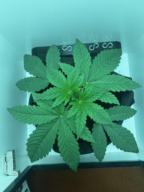 Ice Cream Haze. Week 3