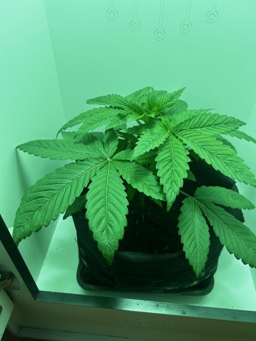 Ice Cream Haze. Week 4