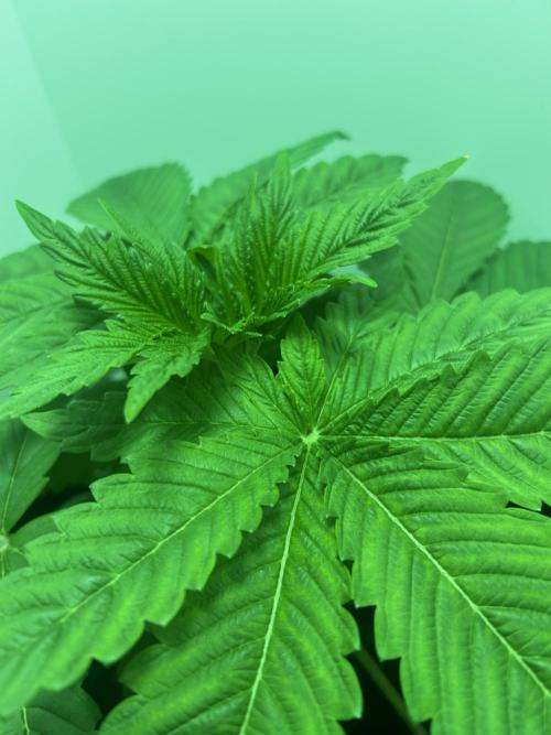Ice Cream Haze. Week 4
