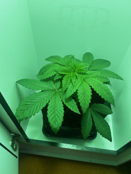 Ice Cream Haze. Week 4