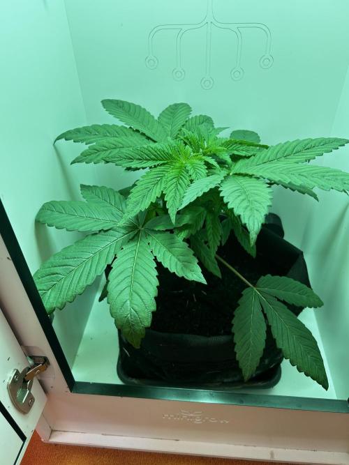 Ice Cream Haze. Week 4