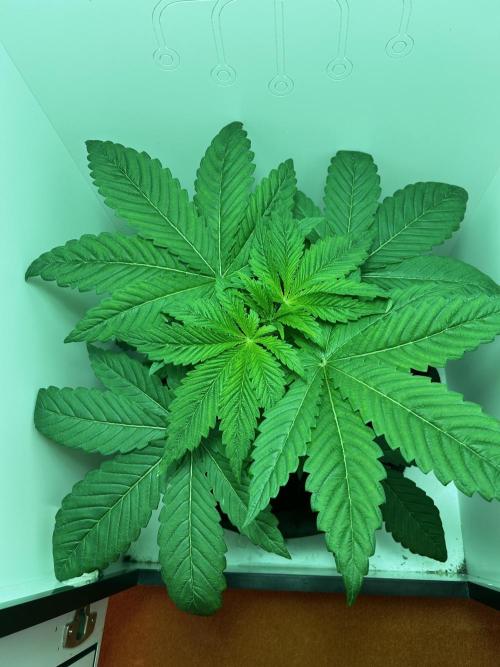 Ice Cream Haze. Week 4