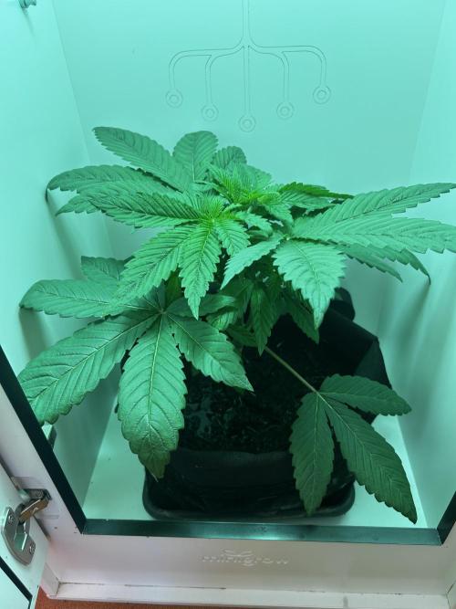 Ice Cream Haze. Week 4