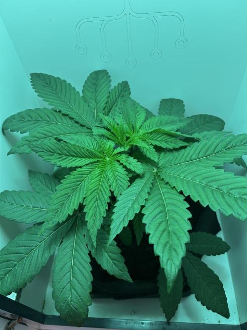 Ice Cream Haze. Week 4