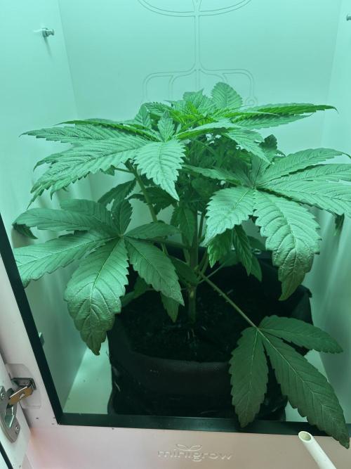 Ice Cream Haze. Week 5