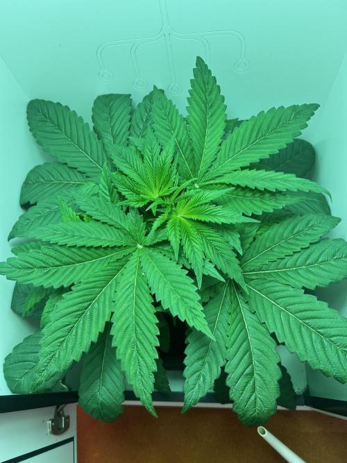 Ice Cream Haze. Week 5