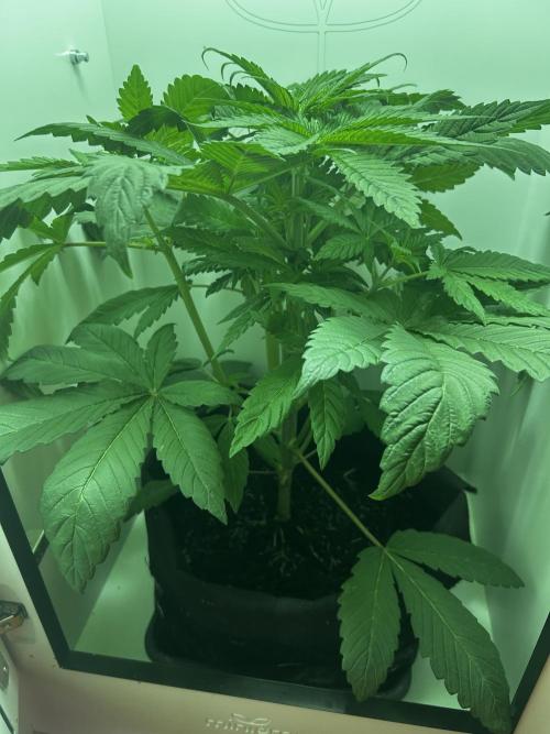 Ice Cream Haze. Week 5