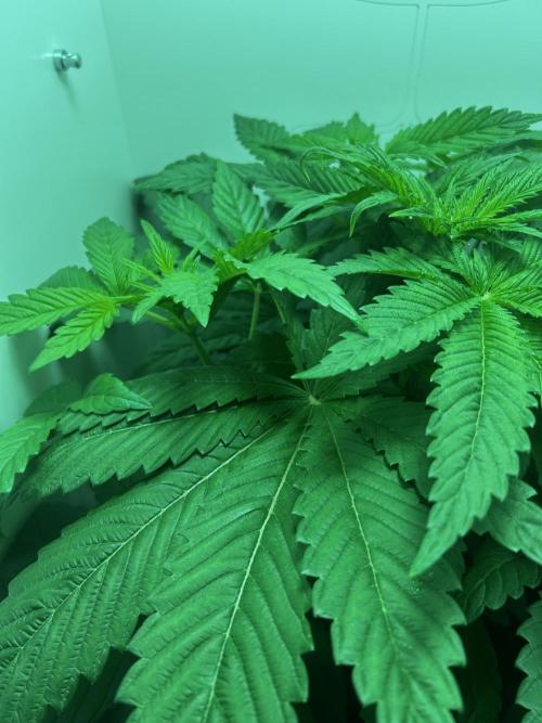 Ice Cream Haze. Week 5